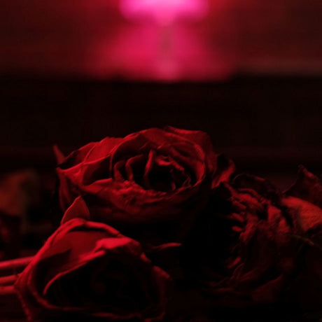 The Paper Kites - Roses (LP) - Velvet Music