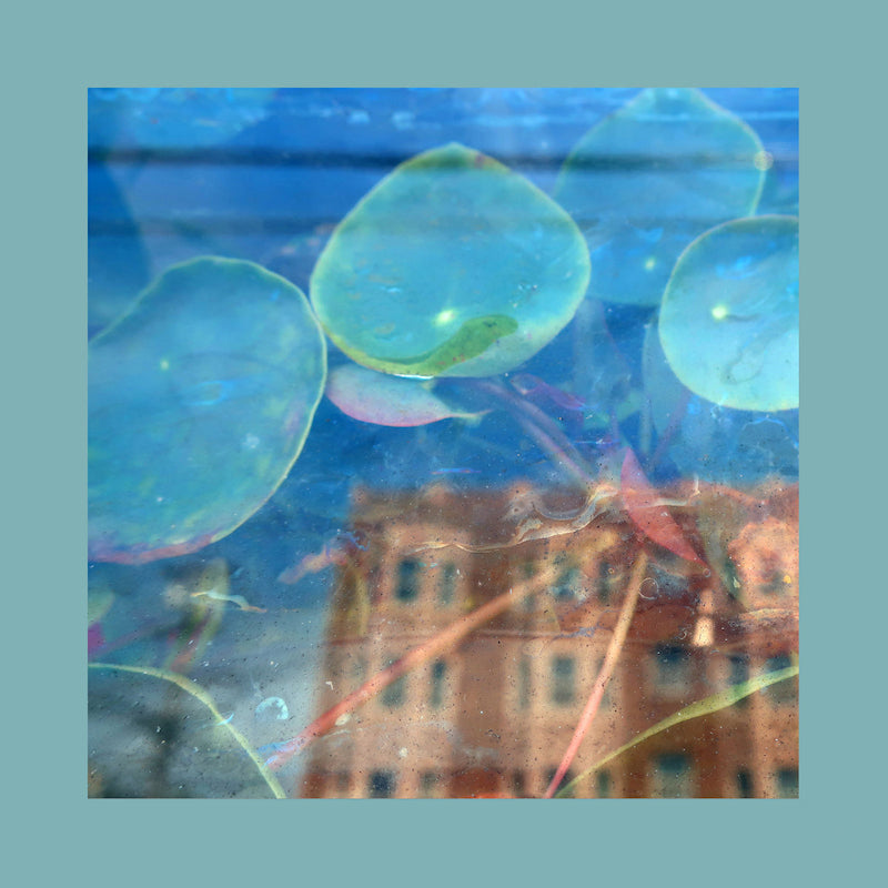 Pinks Reds & Purples - Acknowledge kindness (dark cloud) (LP) - Velvet Music