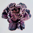 The Slow Show - Still life (CD) - Velvet Music