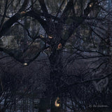 Trelldom - ...by the shadows... (LP) - Velvet Music