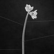 Trentemoller - Dreamweaver (LP) - Velvet Music