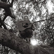 Ty Segall - hello, hi (LP) - Velvet Music