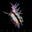 Sub Focus - Evolve (CD) - Velvet Music