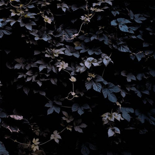 Michael Vallera - Vivid flu (LP) - Velvet Music