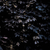 Michael Vallera - Vivid flu (LP) - Velvet Music