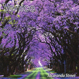 Venice - Jacaranda street (CD) - Velvet Music