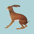 Vashti Bunyan - Lookaftering ' expanded edition (CD) - Velvet Music