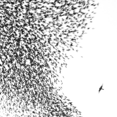 Wilco - Sky blue sky (LP) - Velvet Music