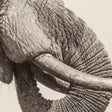 White Elephant - World elephant day (LP) - Velvet Music