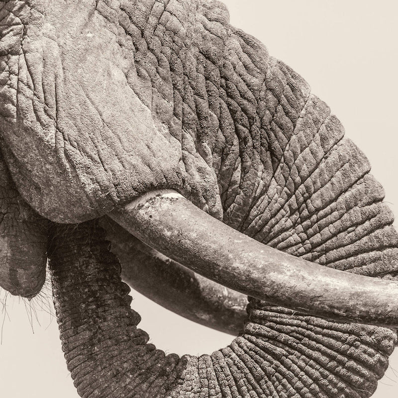 White Elephant - World elephant day (LP) - Velvet Music