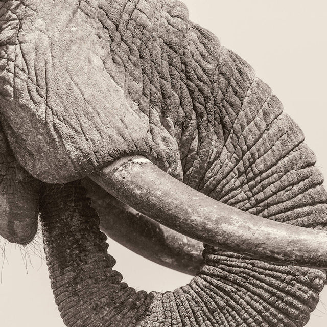 White Elephant - World elephant day (LP) - Velvet Music