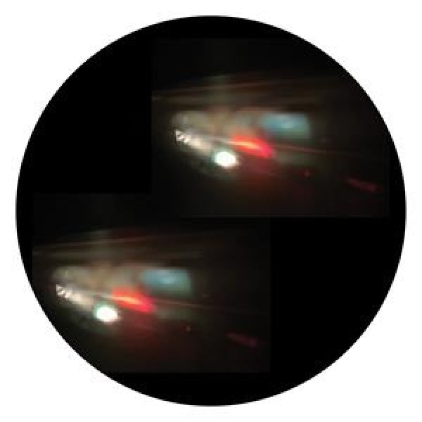 Tigerskin - Image (12-inch maxi-single)